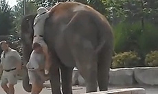 当白痴的人类遇到大象