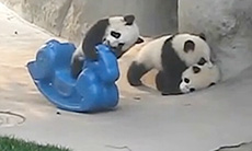 超萌大熊猫玩摇摇木马